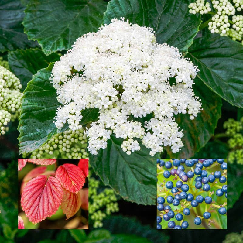 Autumn Jazz Viburnum Hedge