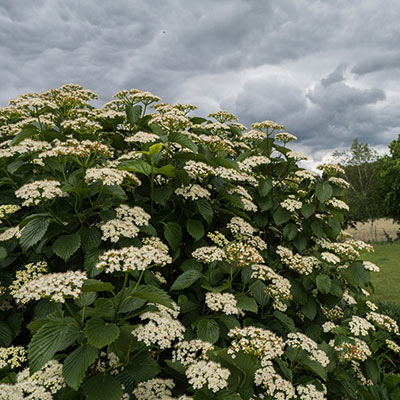 Autumn Jazz Viburnum Hedge