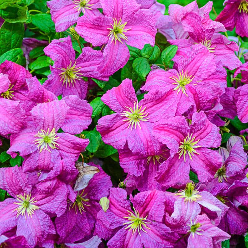 Mazurek Clematis