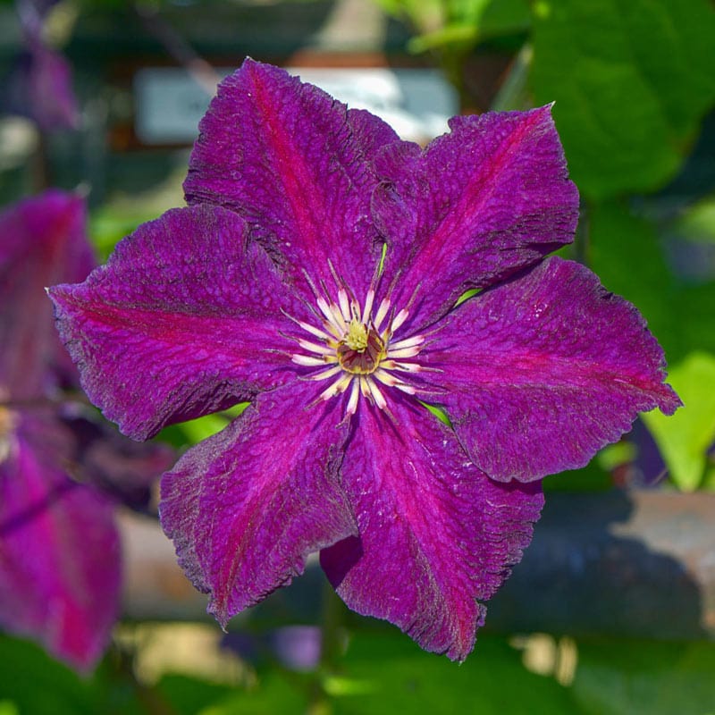 Grunwald Clematis