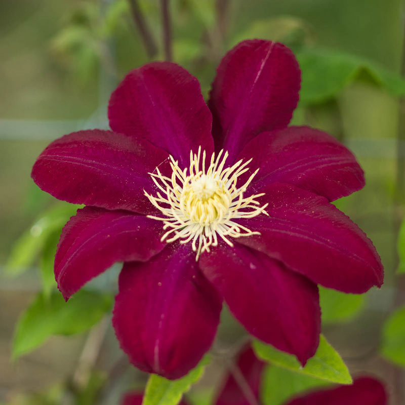 Hoshi-no-Flamenco Clematis