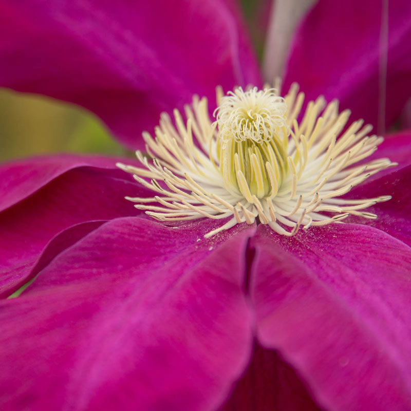 Hoshi-no-Flamenco Clematis