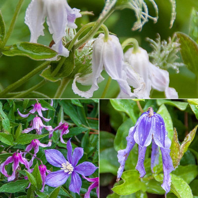 Little Guys Trio Clematis Collection