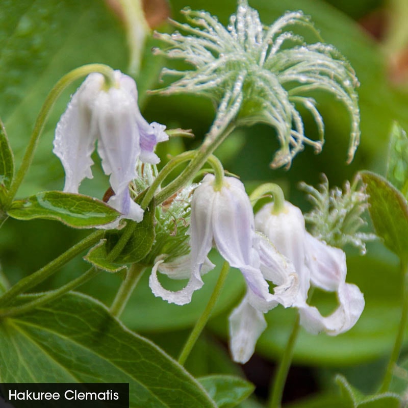 Little Guys Trio Clematis Collection