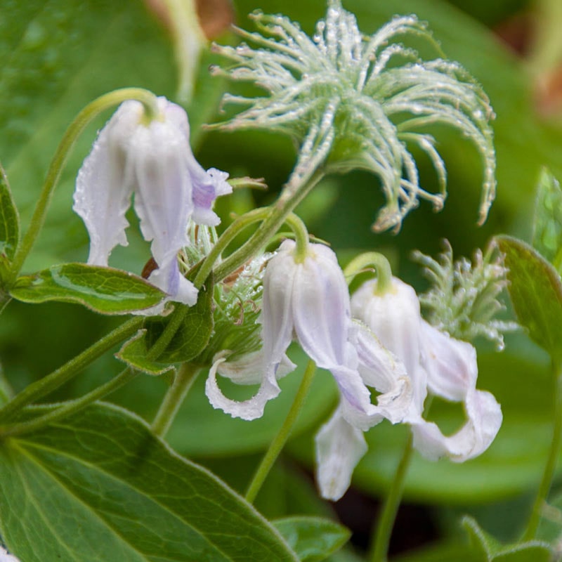 Hakuree Clematis