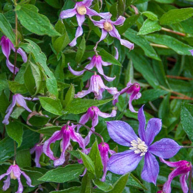 Hanajima Clematis