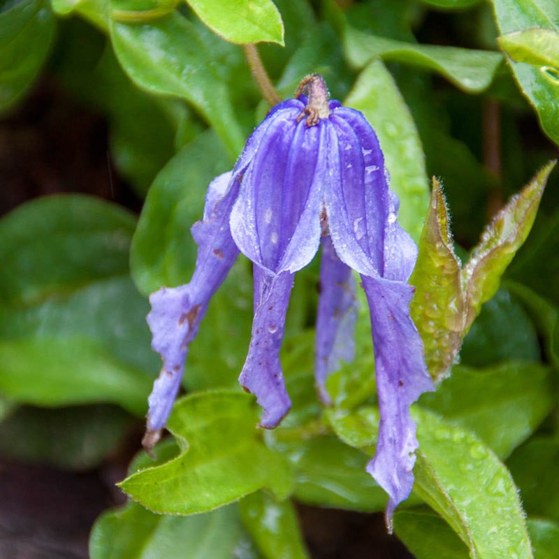 Little Artist Clematis