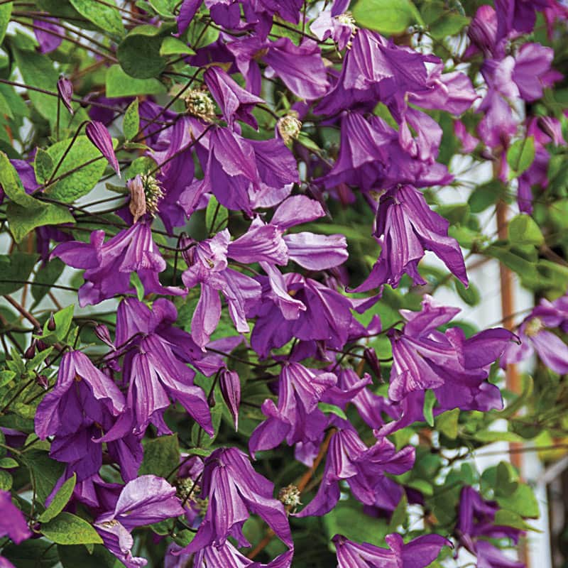 Memory of the Heart Clematis