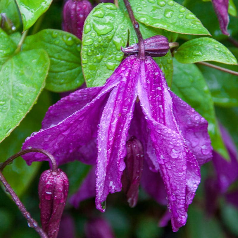 Memory of the Heart Clematis