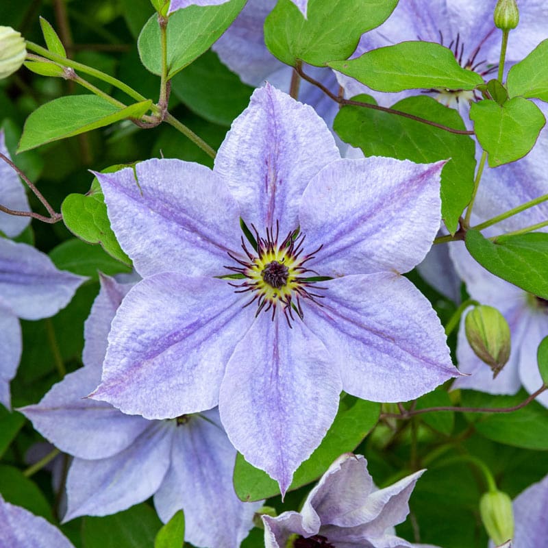 Skyfall Clematis