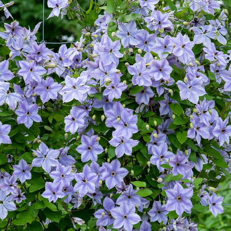 Skyfall Clematis