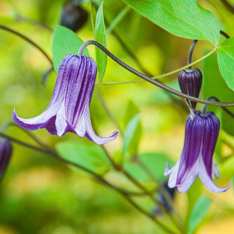 Roguchi Clematis