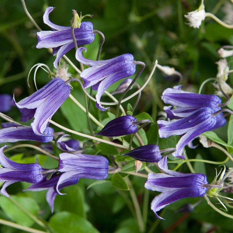 Roguchi Clematis