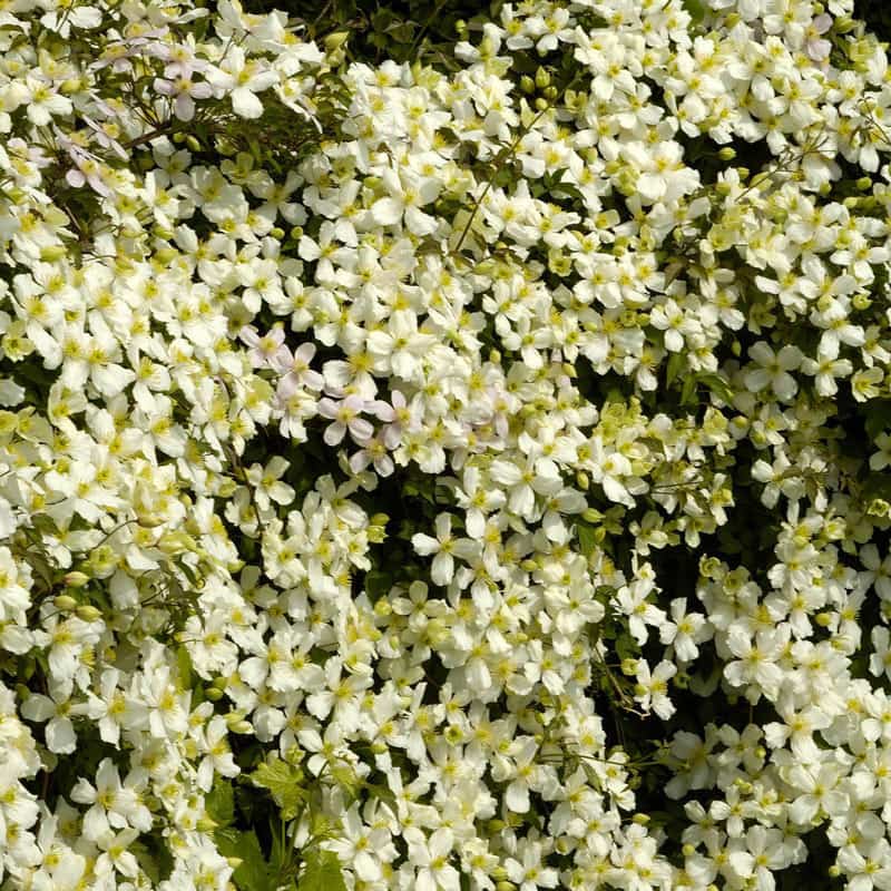 Spoonerii Clematis