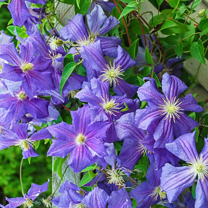 Perle d'Azur Clematis