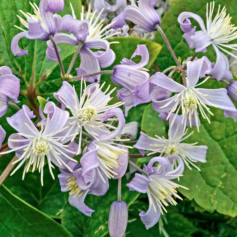 Clematis Mrs. Robert Brydon - Buy Clematis Vines