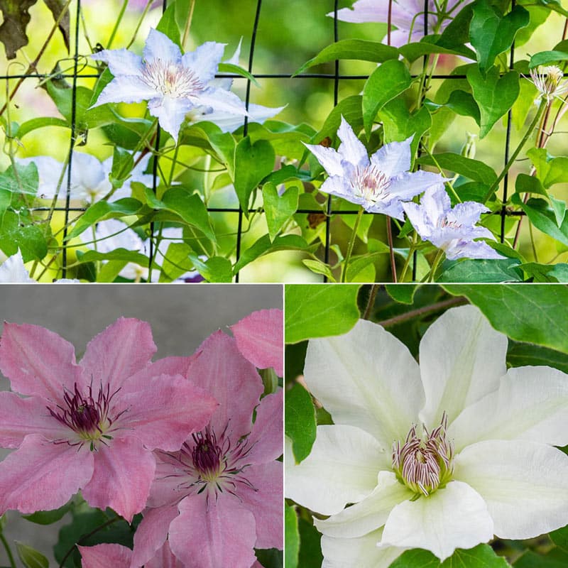 Perfect for Patio Clematis Collection