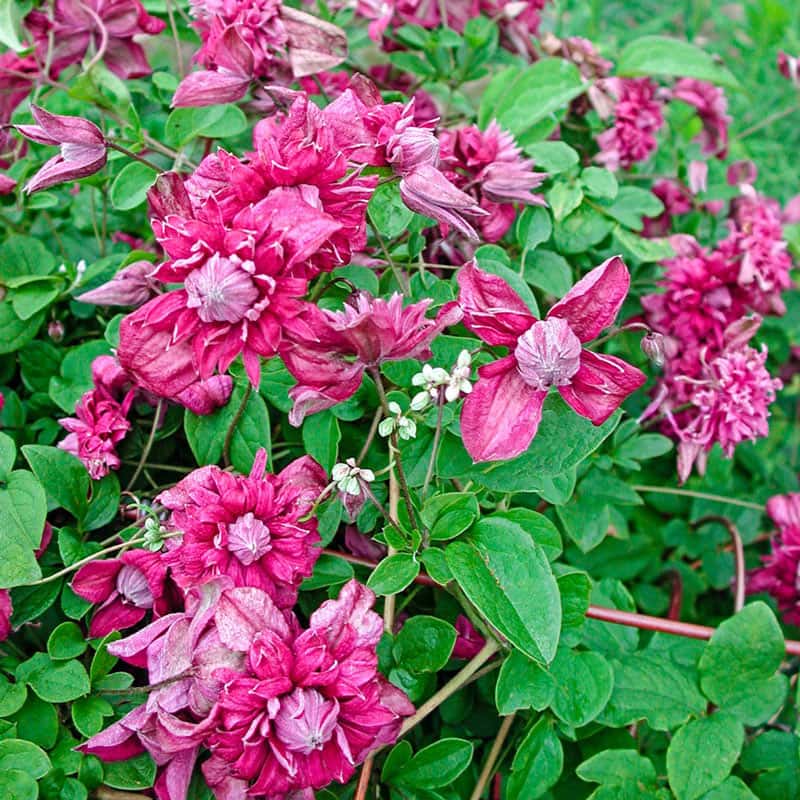 Purpurea Plena Elegans Clematis