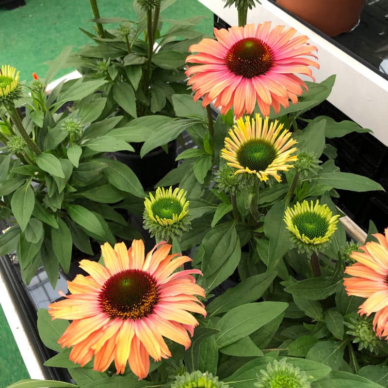 Sunseekers Rainbow Coneflower