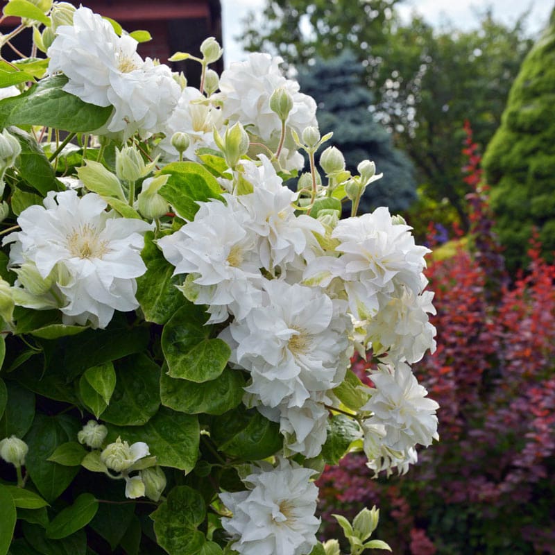 Maria Sklodowska Curie Clematis