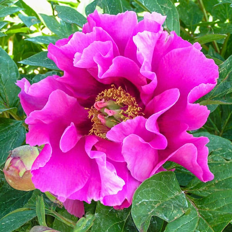 Symphonie Poupre Itoh Peony