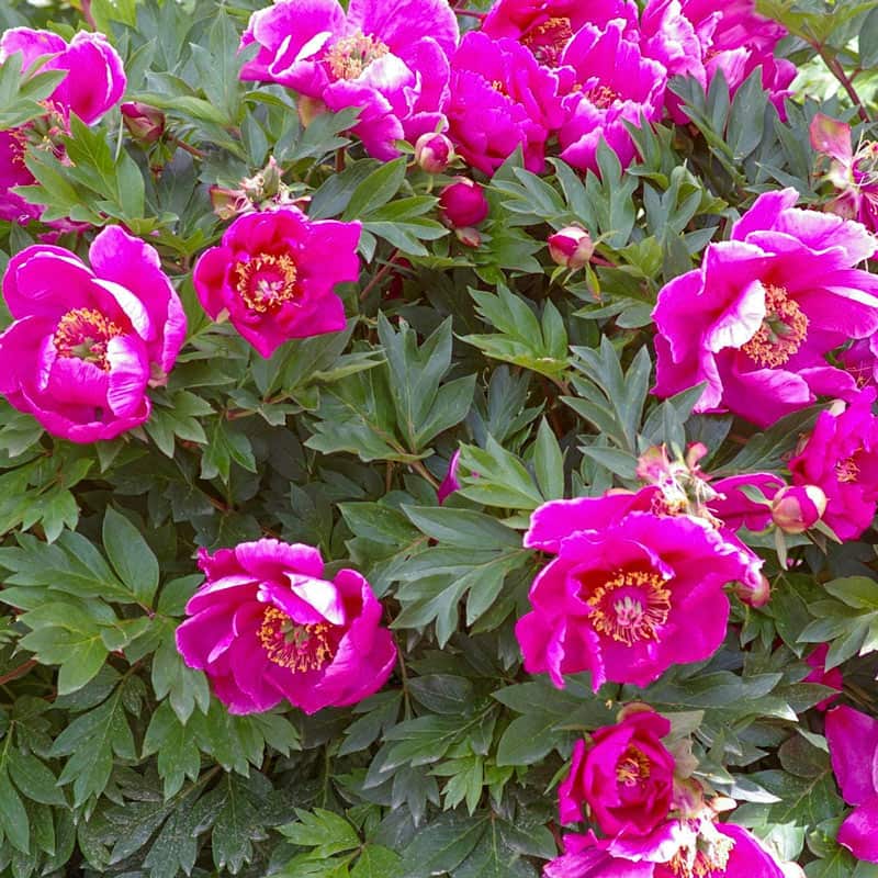 Symphonie Poupre Itoh Peony