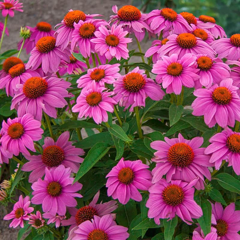 Echinacea PowWow Wild Berry Coneflower