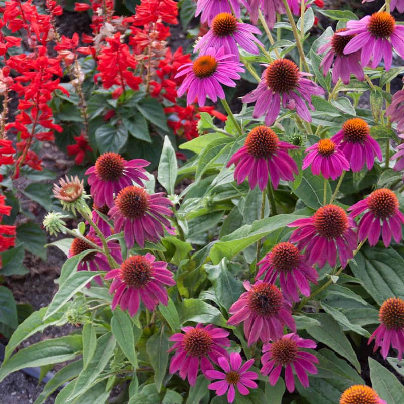 Echinacea PowWow Wild Berry Coneflower