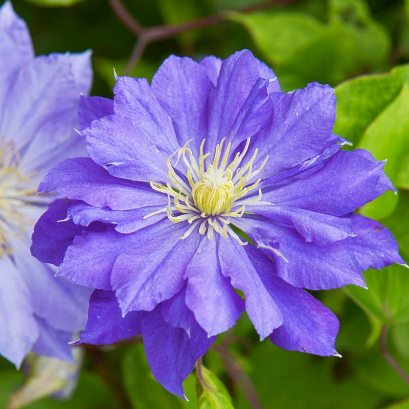 Clematis Copernicus