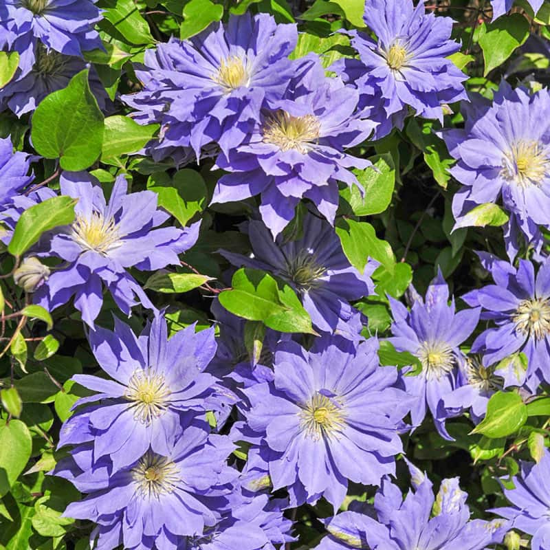 Clematis Copernicus