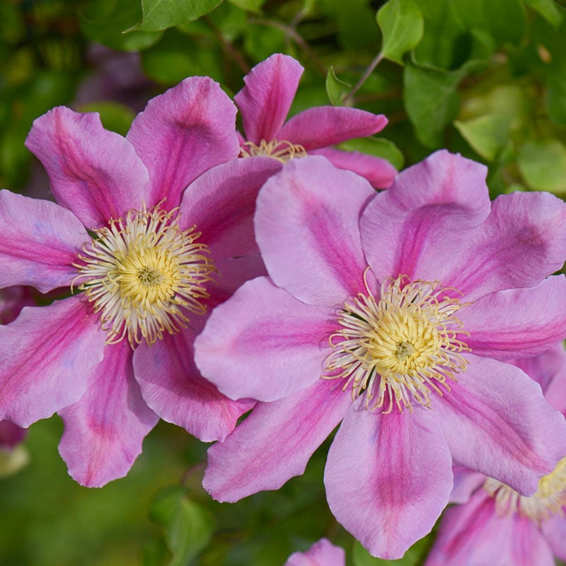 Clematis Pink Beauty - Buy Clematis Vines