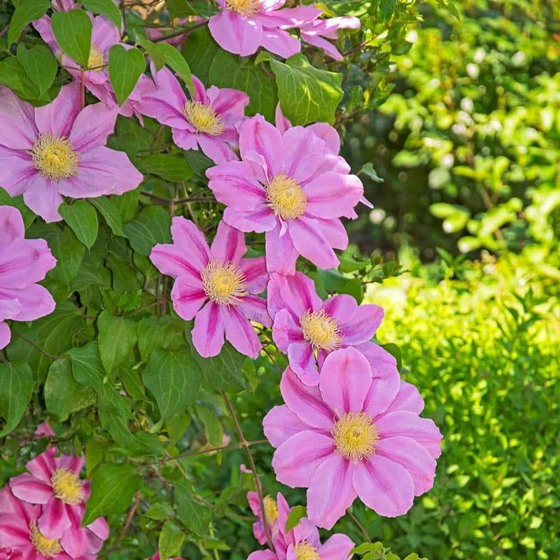 Clematis Pink Beauty - Buy Clematis Vines