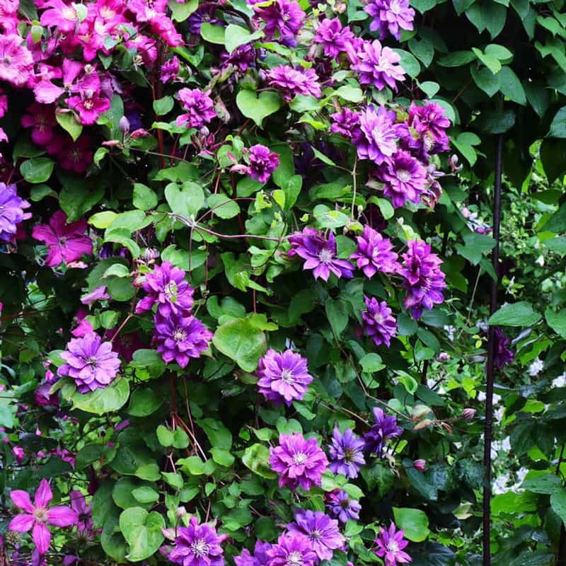 Flamenco Dancer Clematis