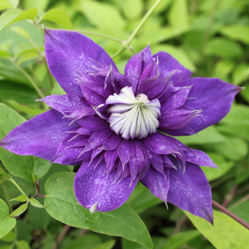 Belle of Taranaki Clematis - Buy Clematis Vines