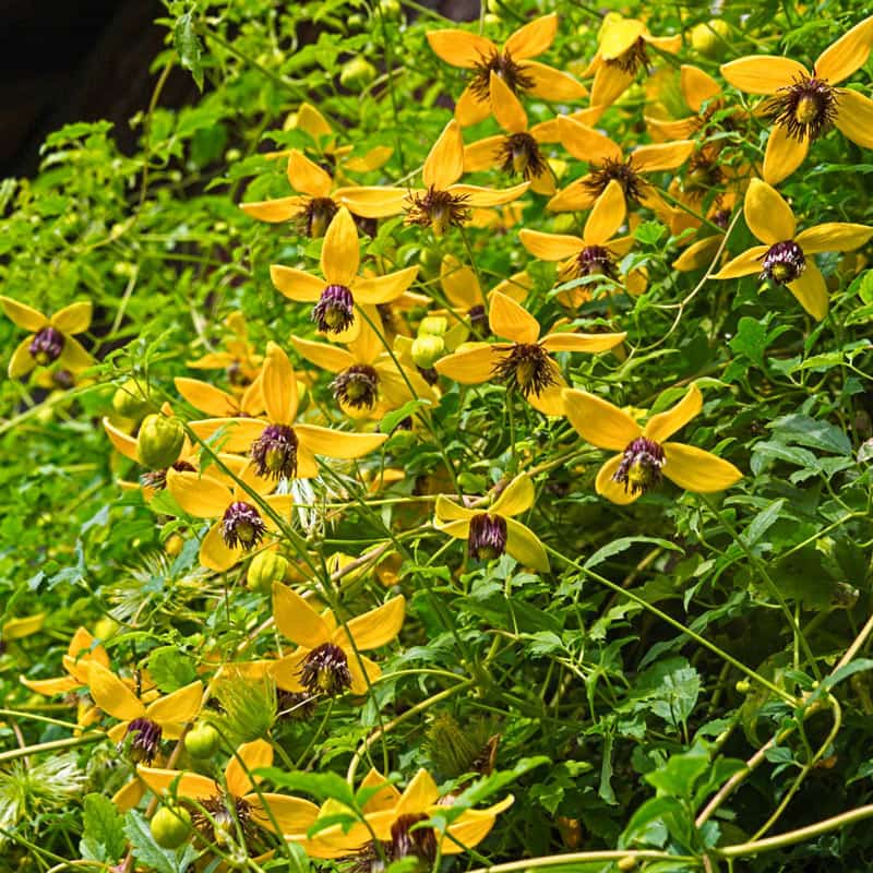 Golden Tiara Clematis