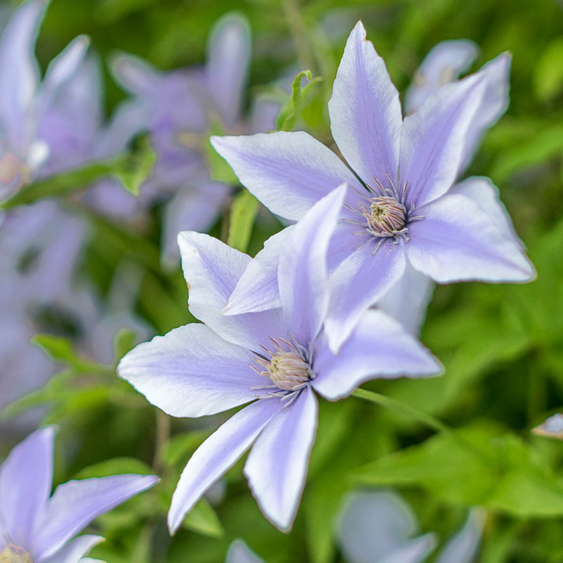 Sugar Sweet Blue Clematis