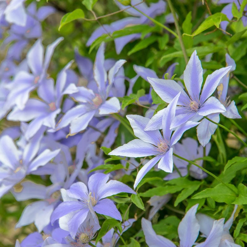 Sugar Sweet Blue Clematis