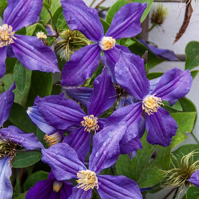 Durandii Clematis