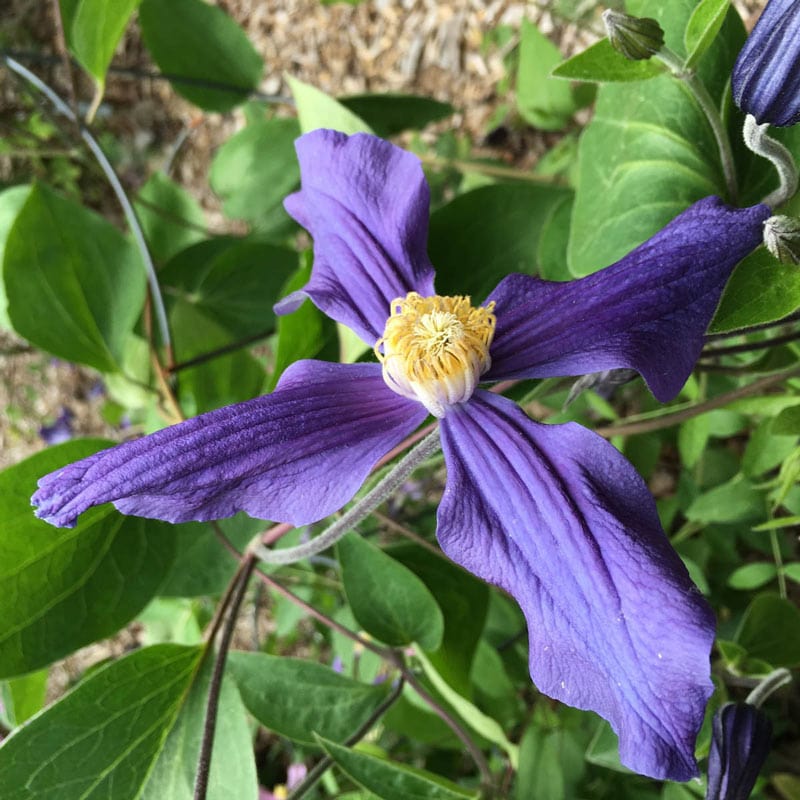 Durandii Clematis