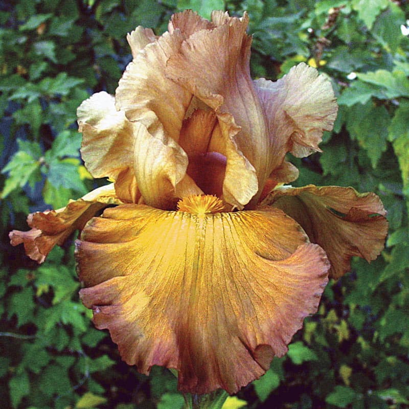 Lord of Rings Reblooming Bearded Iris