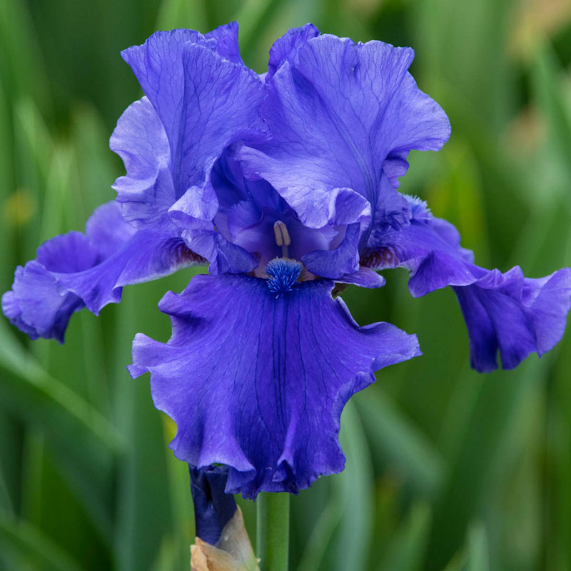 Java Blue Reblooming Bearded Iris