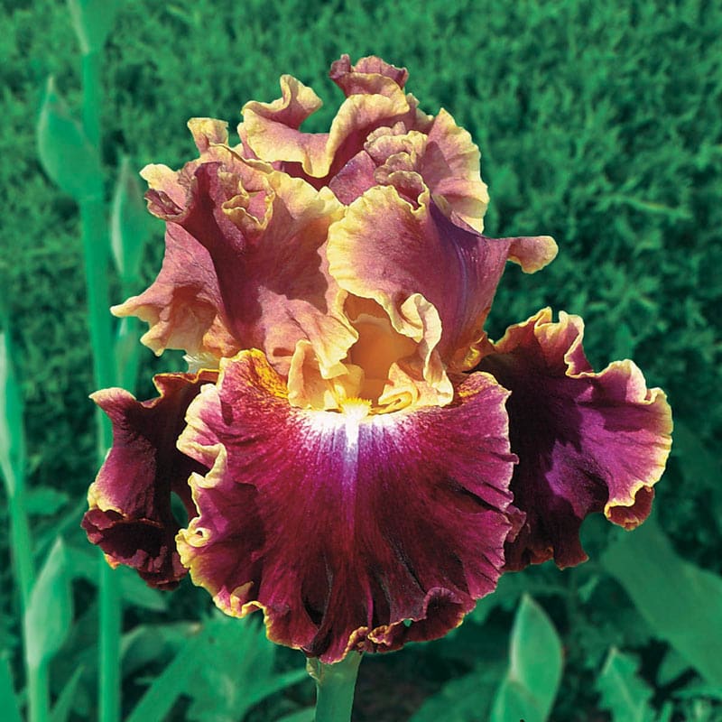 Montmartre Reblooming Bearded Iris