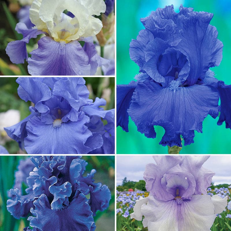 Give Me All The Blues Iris Collection