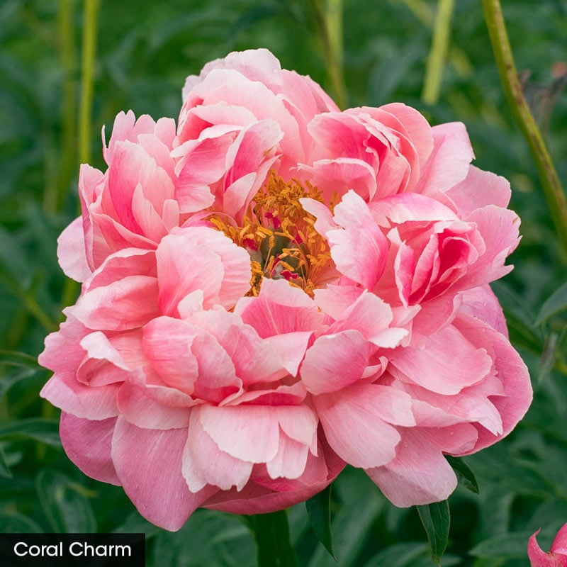 Fantastic Frills Peony Collection