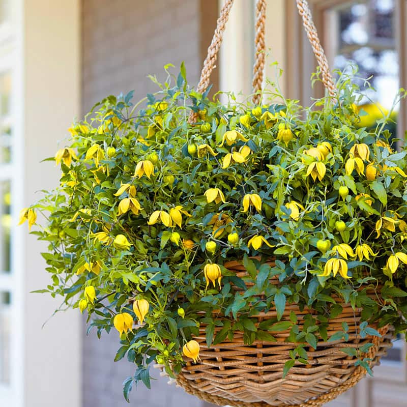 Clematis Little Lemons - Buy Clematis Vines