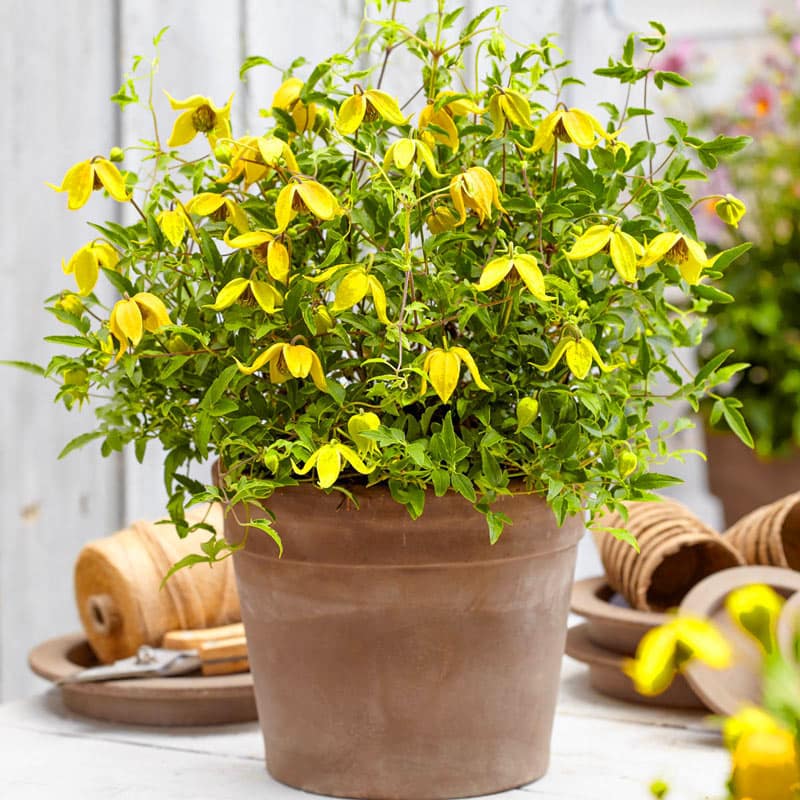 Clematis Little Lemons - Buy Clematis Vines