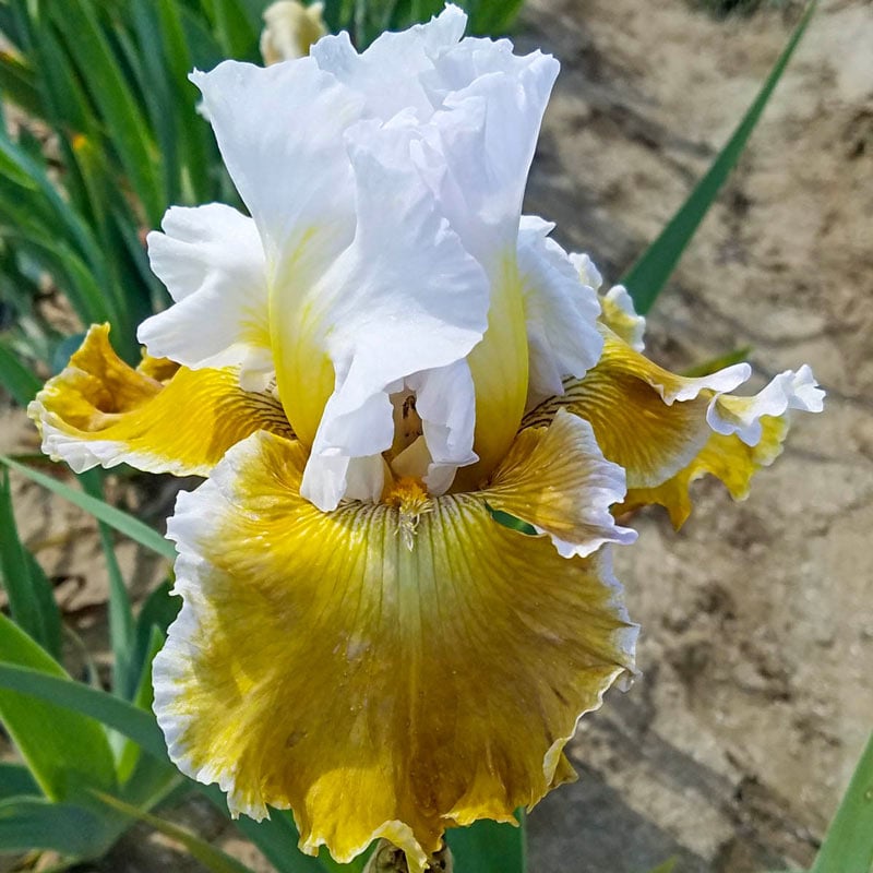 Going Green Reblooming Bearded Iris