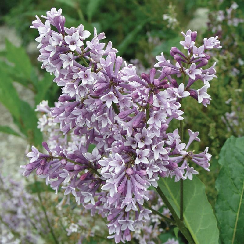 Donald Wyman Lilac Hedge - Buy Lilac Bushes