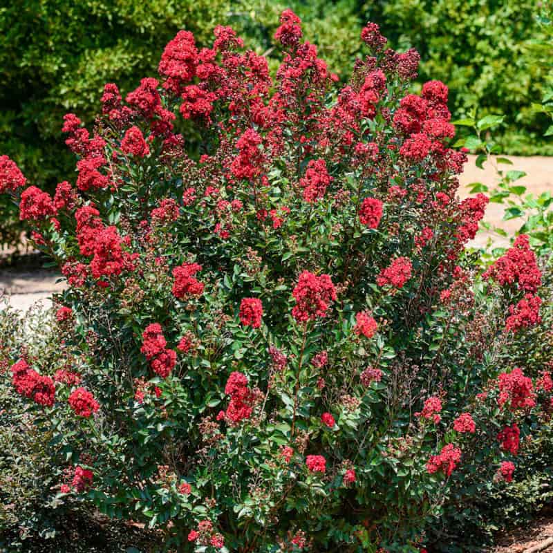 Enduring Summer Reblooming Crape Myrtle