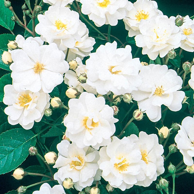 Gourmet Popcorn Shrub Rose